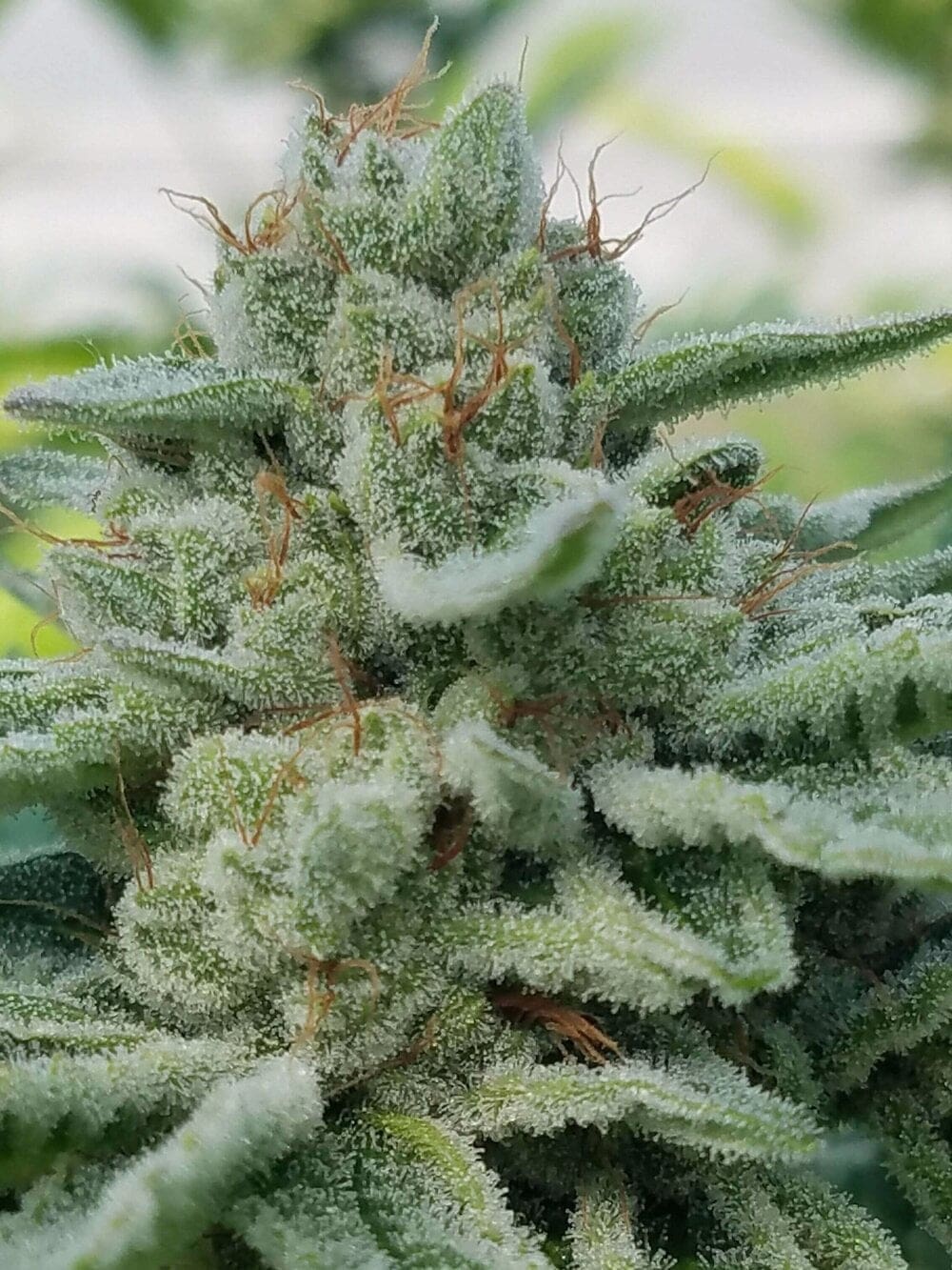 GLUE SNIFFER - FEMINIZED 10 Packs