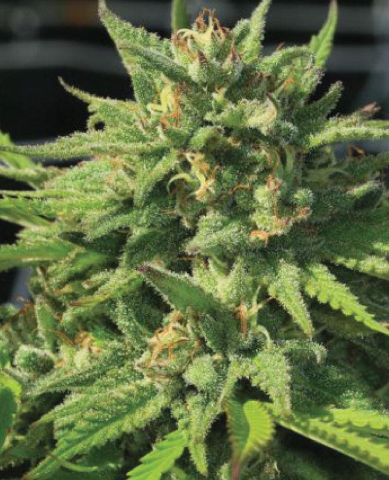 BIGFOOT GLUE fem 10