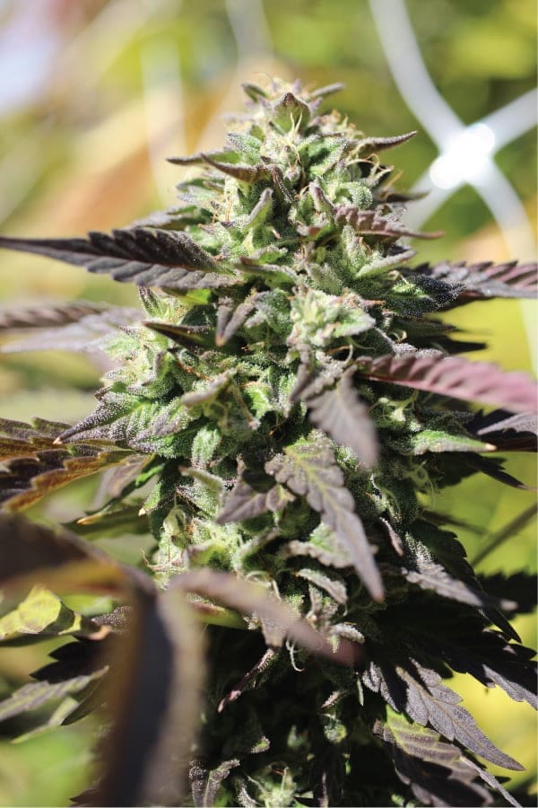 CHUNKADELIC AUTOFLOWER