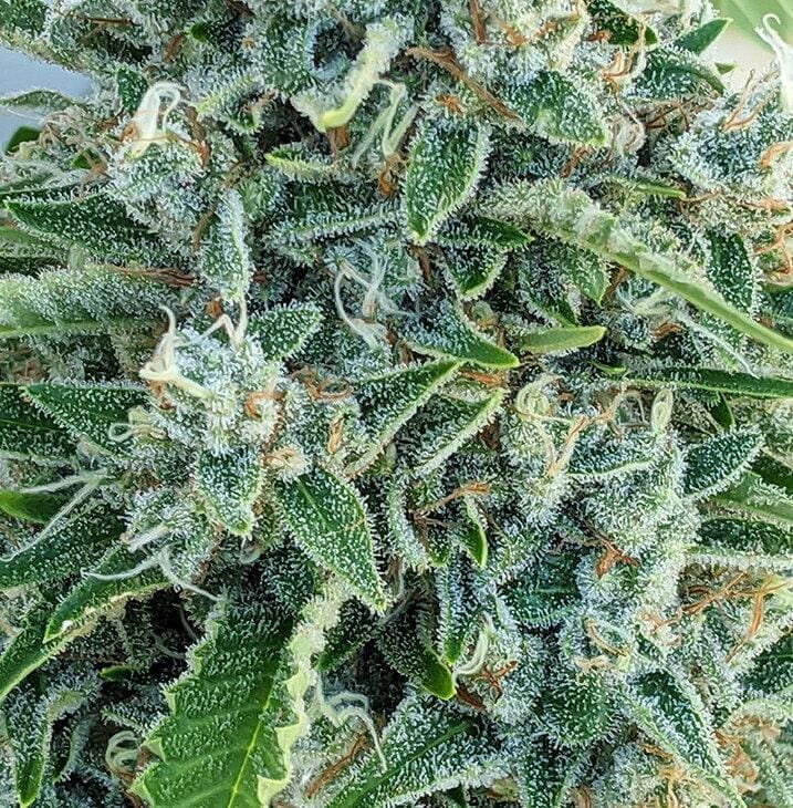 DBKB (Durbanberry King Band) (16 pack - Reg)