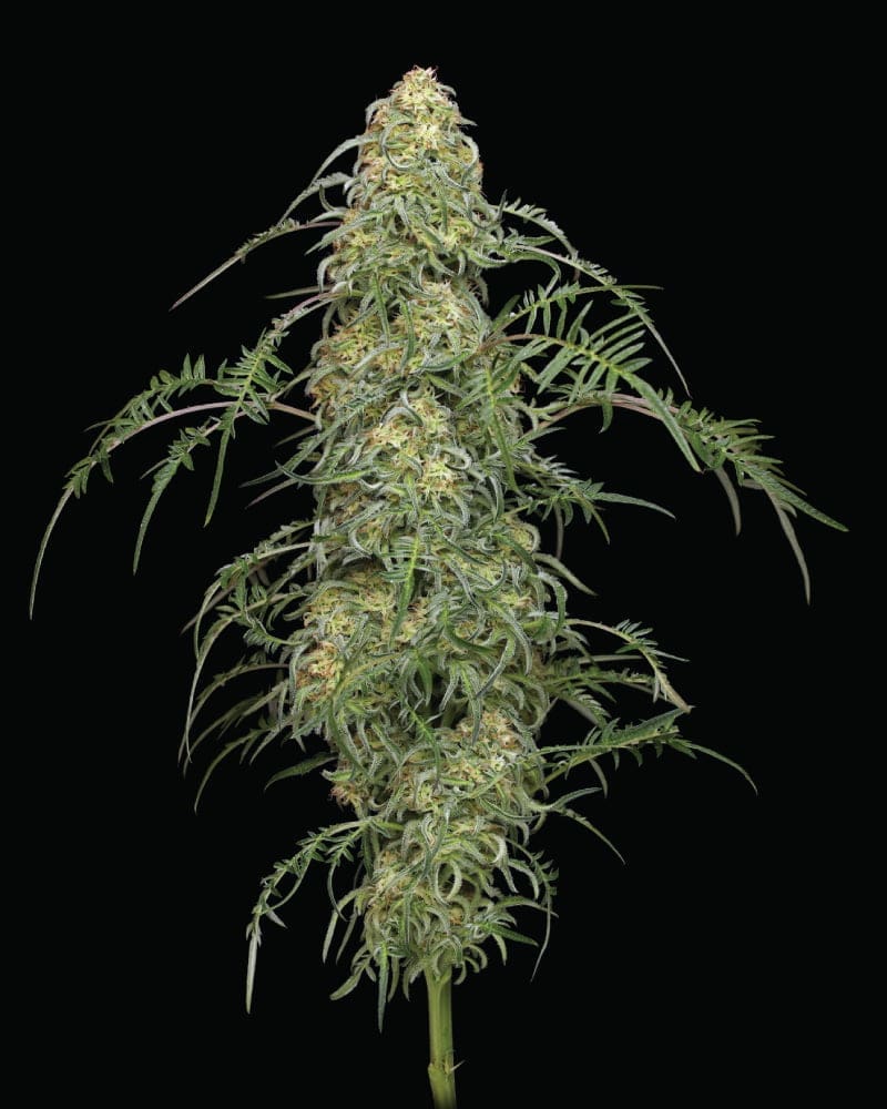 Freakshow 10 fem seeds