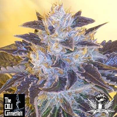 Grape OG - Fem 6 Pack