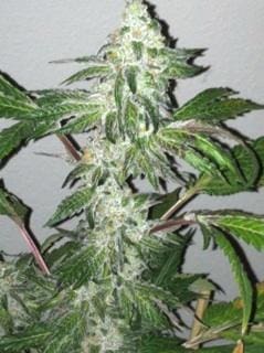 Girls Scout Cookies