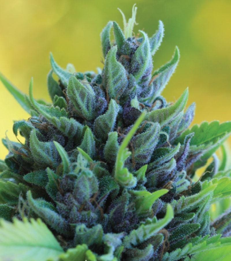 HUMBOLDT DREAM fem 10