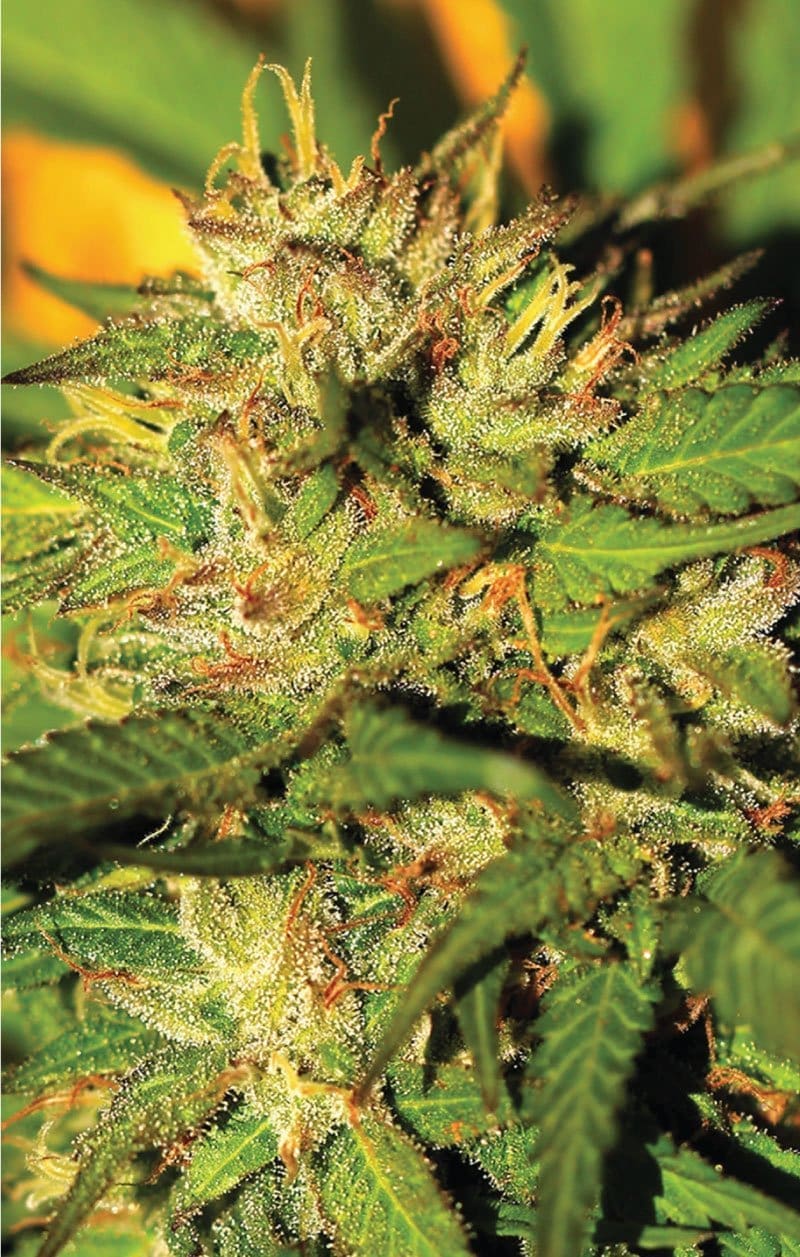 HUMBOLDT HEADBAND fem 10