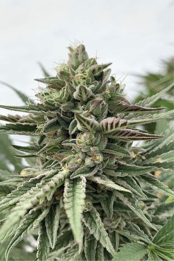 HUMBOLDT POUND CAKE fem