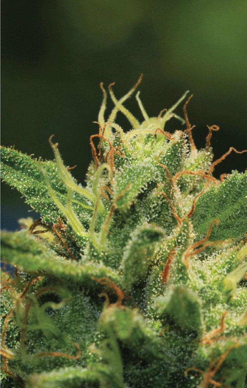 HUMBOLDT SOUR DIESEL AutoFlower