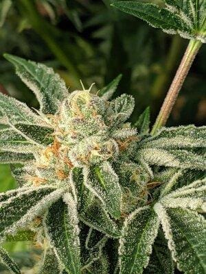 PRE 98 BUBBA S1 (FEM)