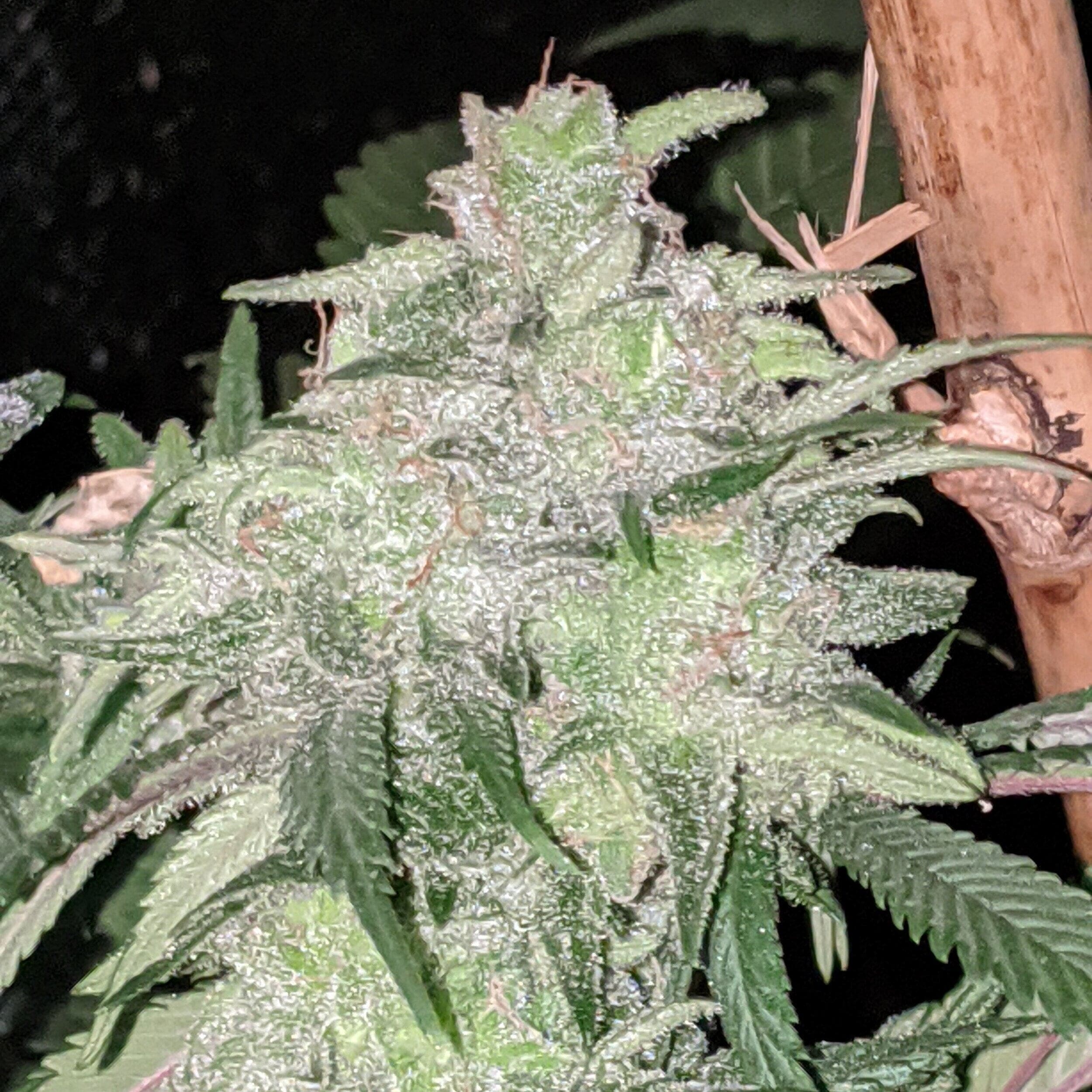 Trainwreck (Arcata Cut)