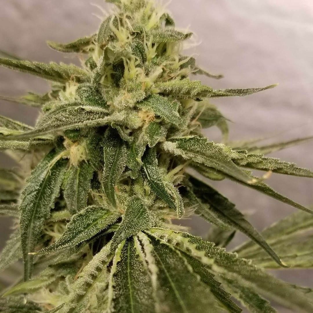 CrabApple Kush Reg 100CT BULK