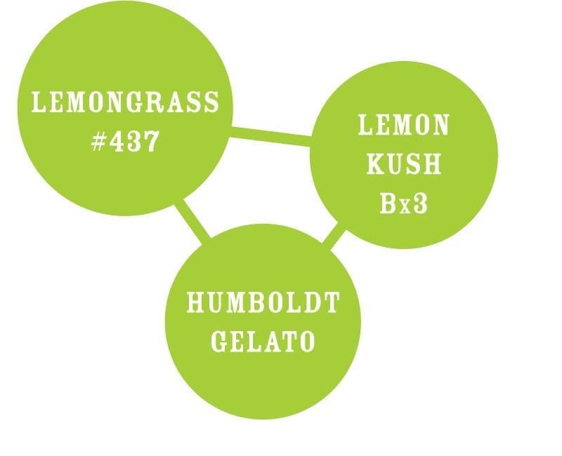 Lemongrass Fem 10 - Image 2