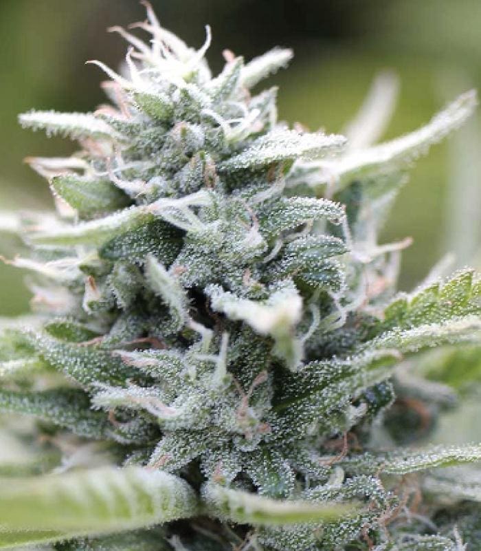 MAGIC MELON fem 10