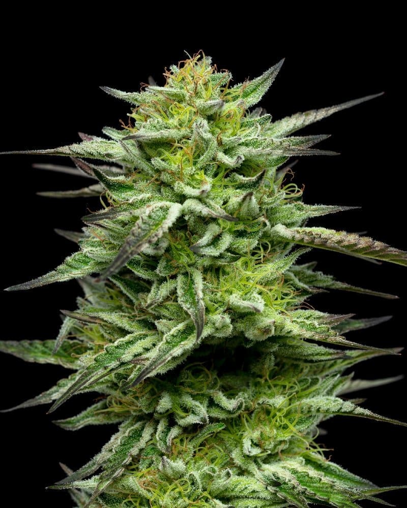 Mountaintop Mint 10 fem