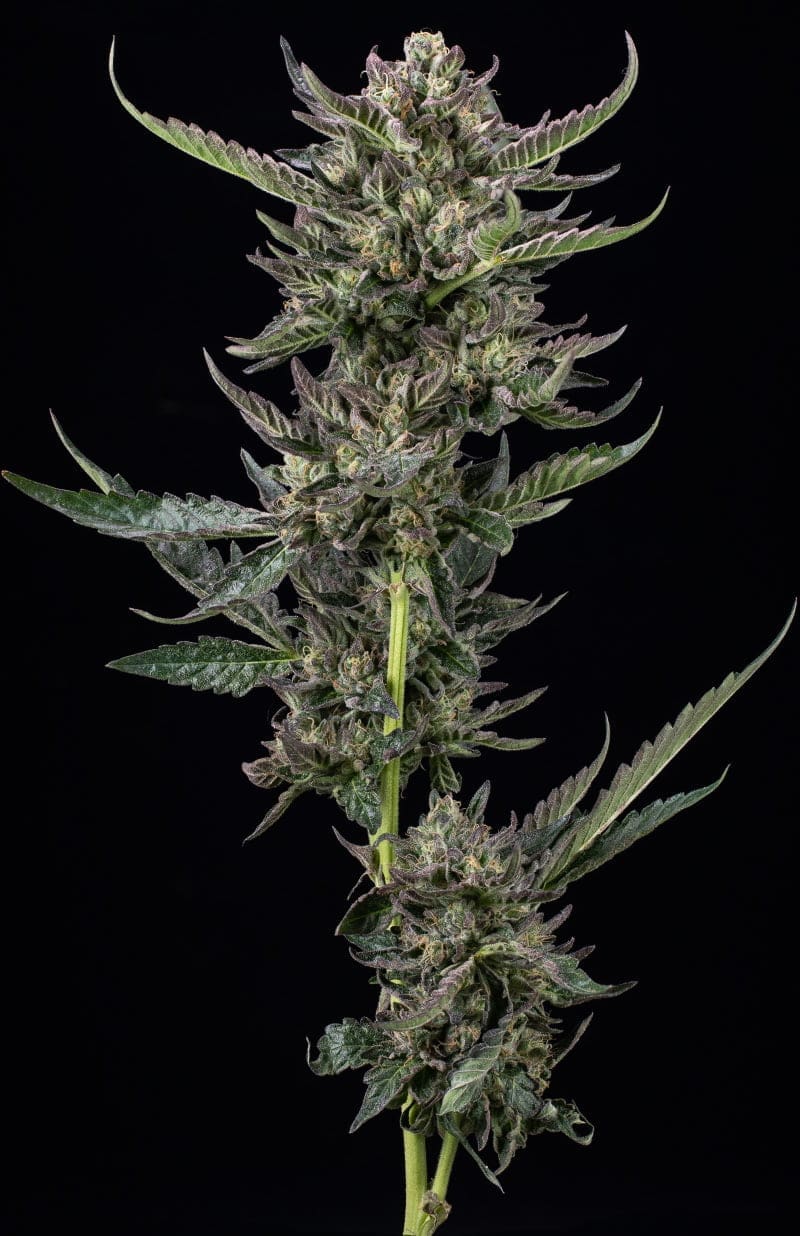 Notorious T.H.C fem 10
