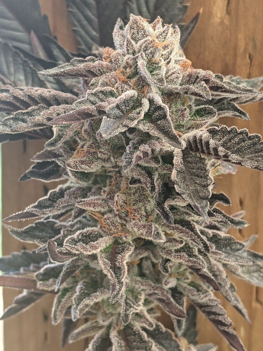 GIRL CRUSH F2 FEMINIZED - Image 4