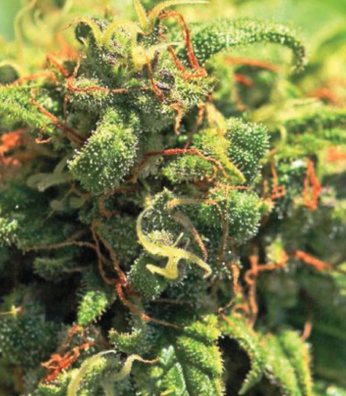 Pineapple Upside Down Cake fem
