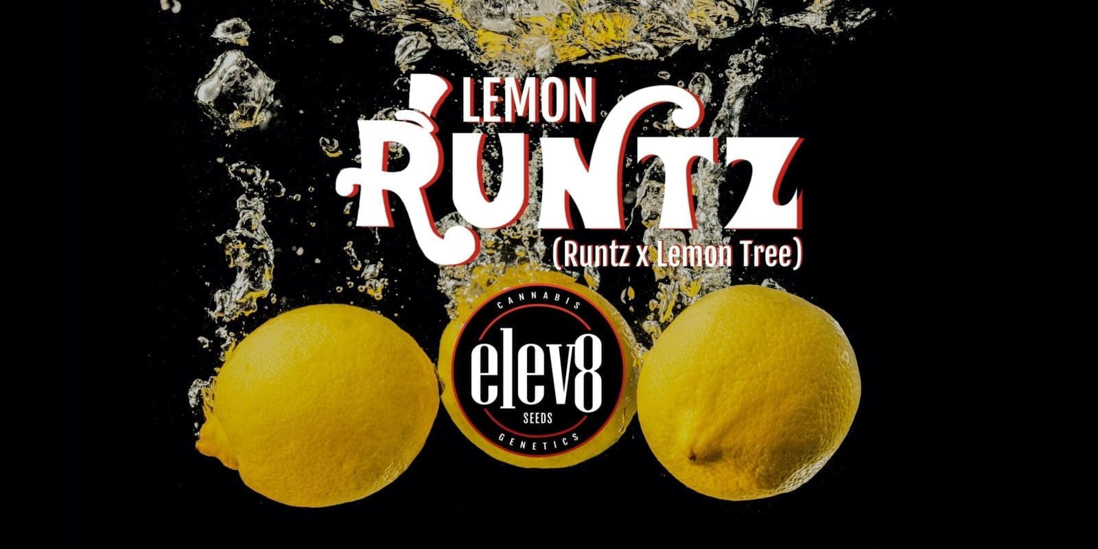 Lemon Runtz 6 Pack