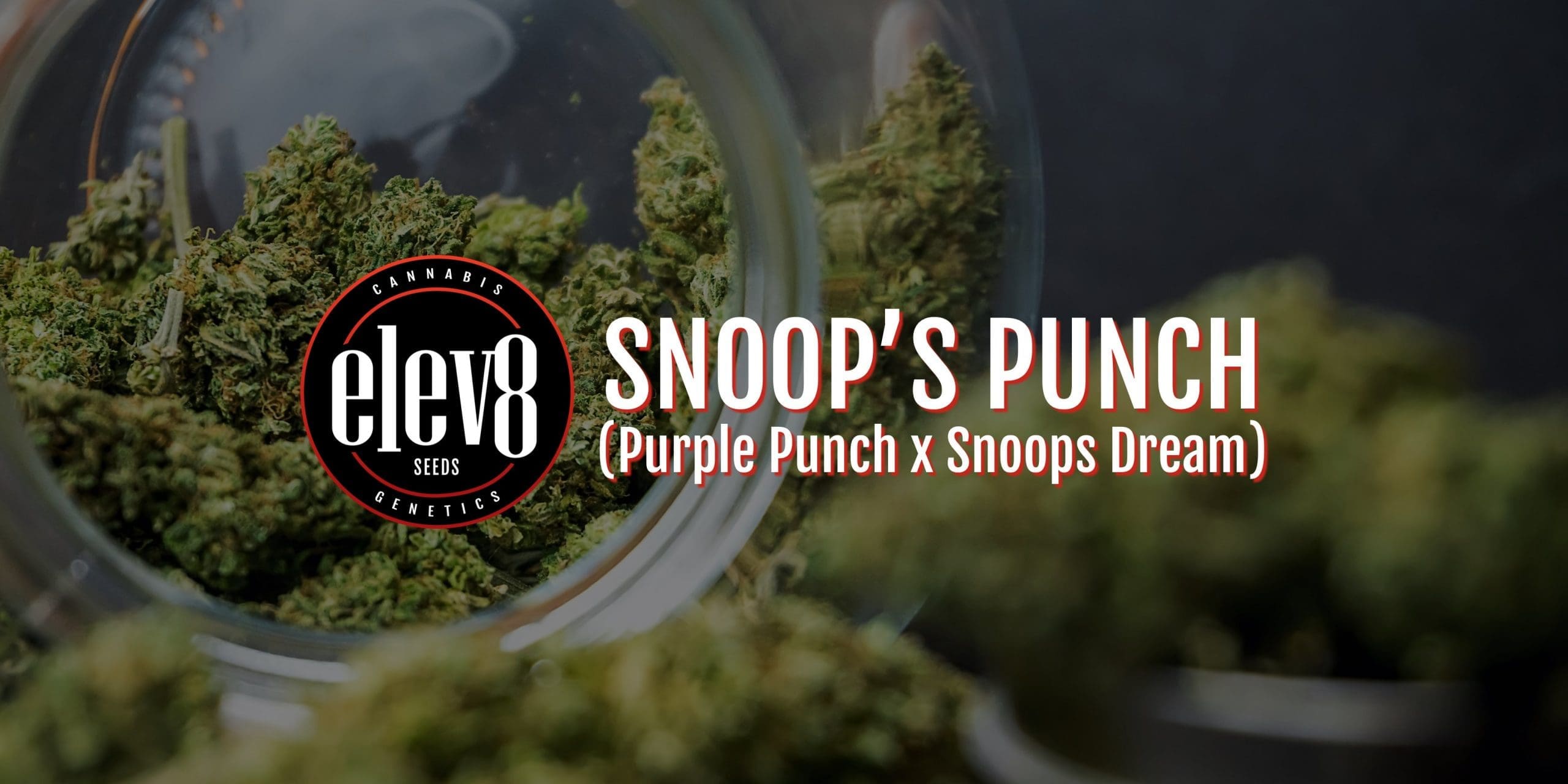 Snoop's Punch 6 Pack