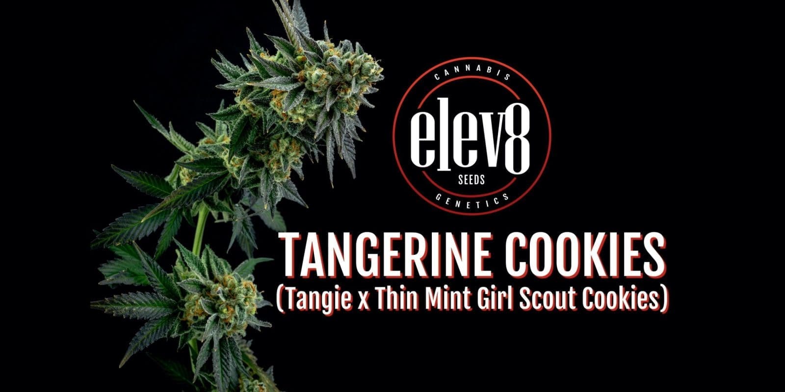 Tangerine Cookies 6 Pack