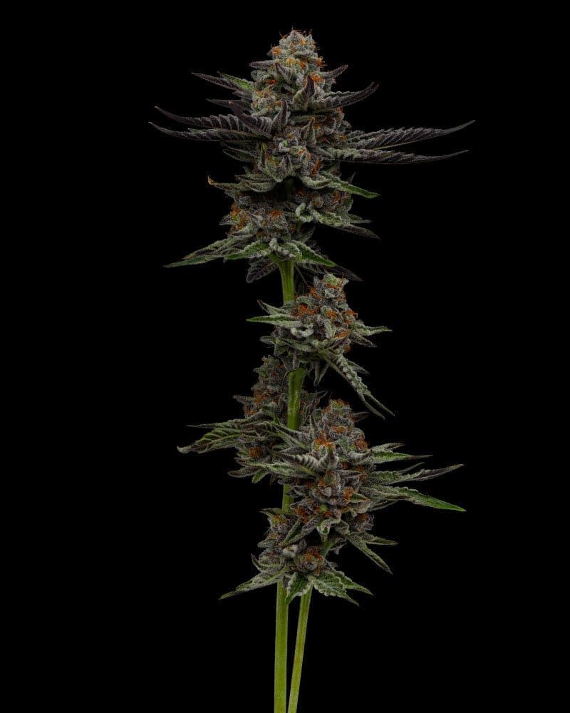 VANILLA CRÈME PIE FEM 10