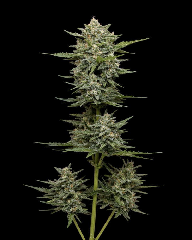Vanilla Latte Autoflower
