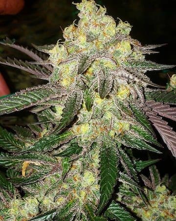 CANDY STORE FEMS ETHOS