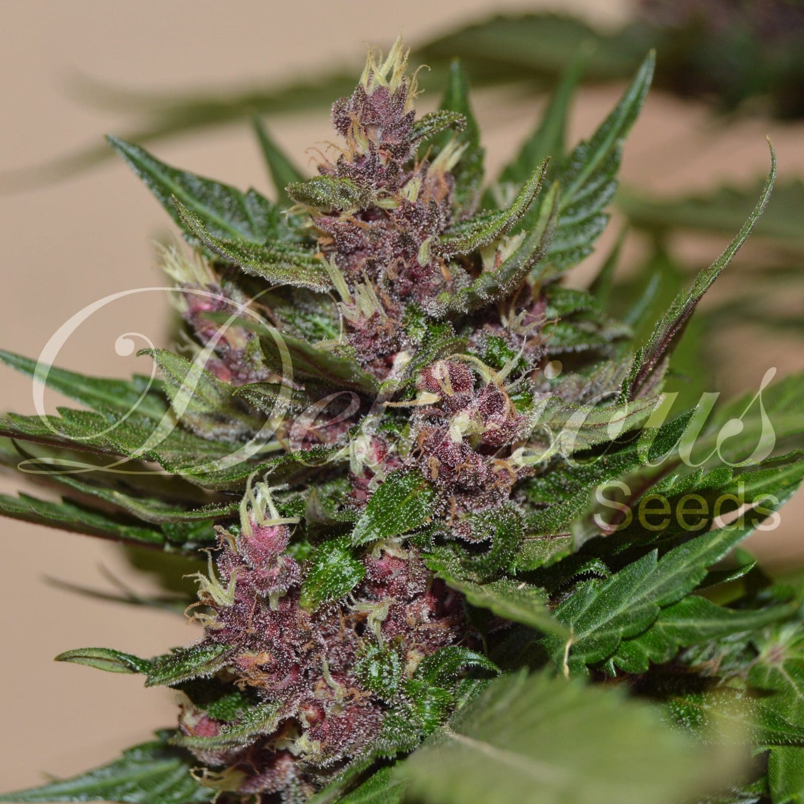 Auto Dark Purple (5)