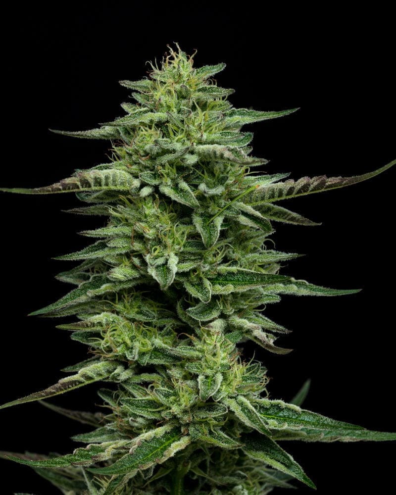 THE BLING 10CT FEMS HUMBOLDT SEED COMPANY