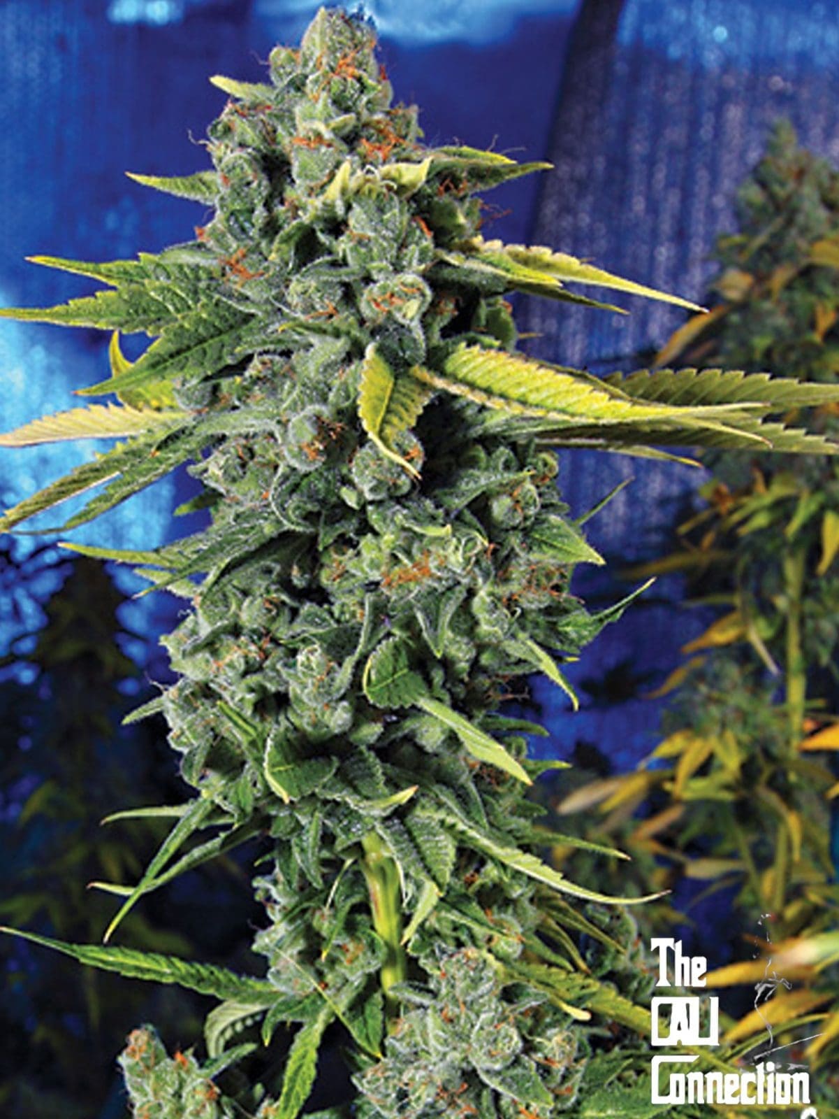 Blue Dream Haze - 6 Pack