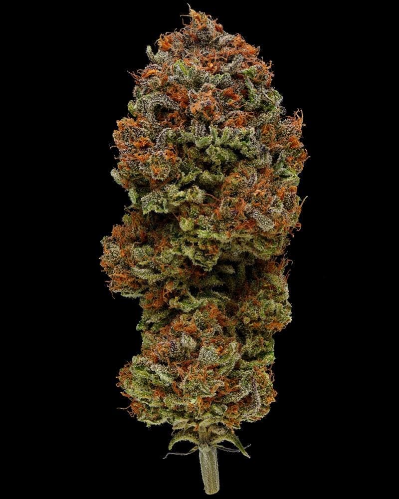 BLUEBERRY MUFFIN fem 10