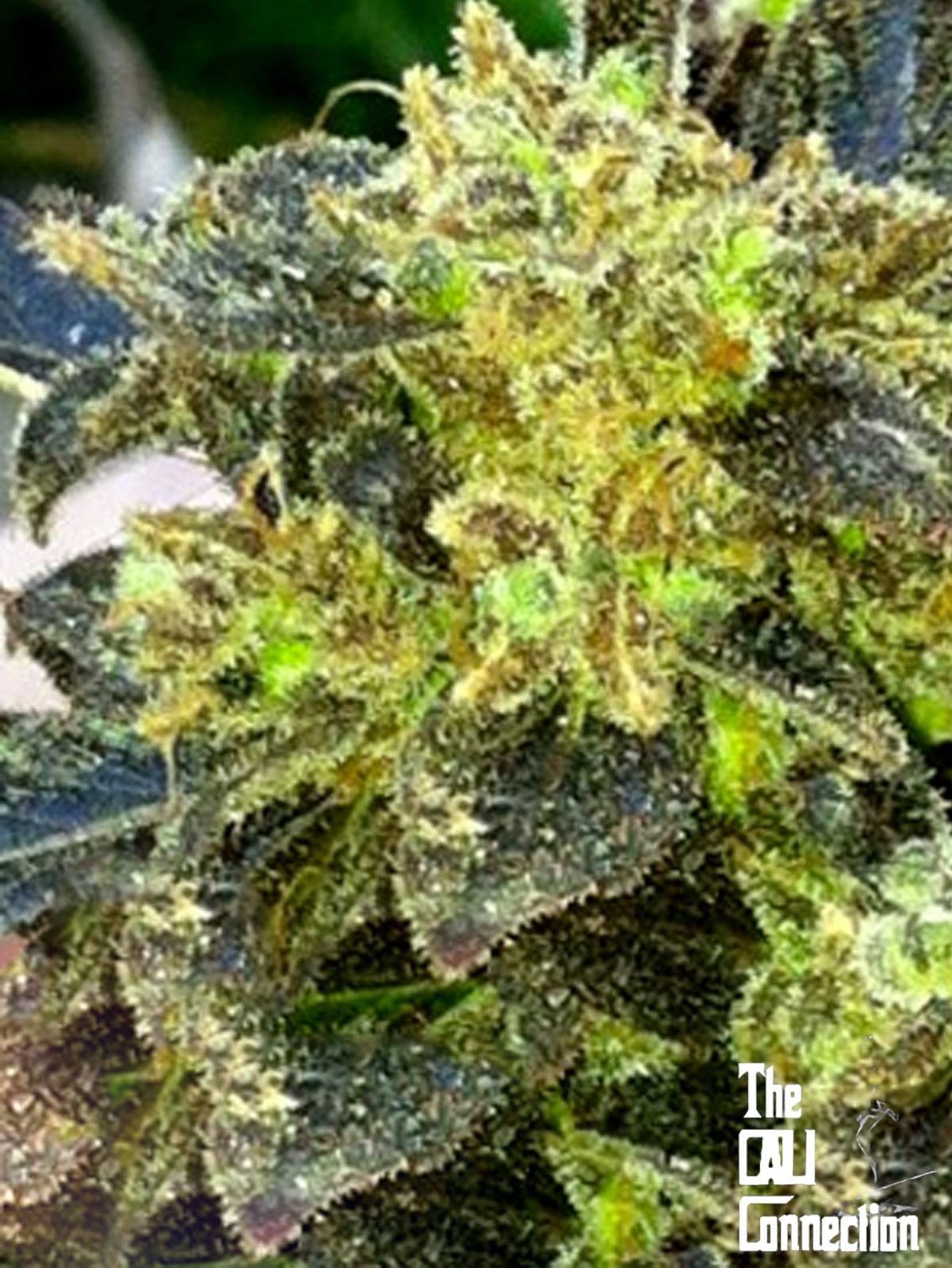 Boss Hog Auto Flower - 6 Pack