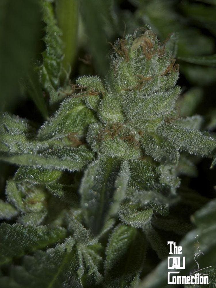 Buddha Tahoe OG - 6 Pack