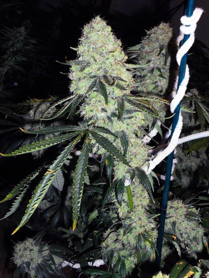Deadhead OG Auto Flower - 6 Pack