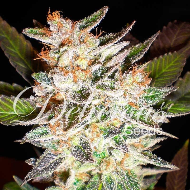 Delicious Candy Auto 5 pack
