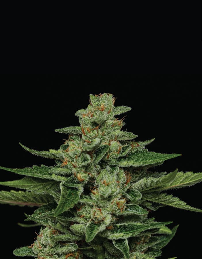 FORTUNE COOKIE fem 10