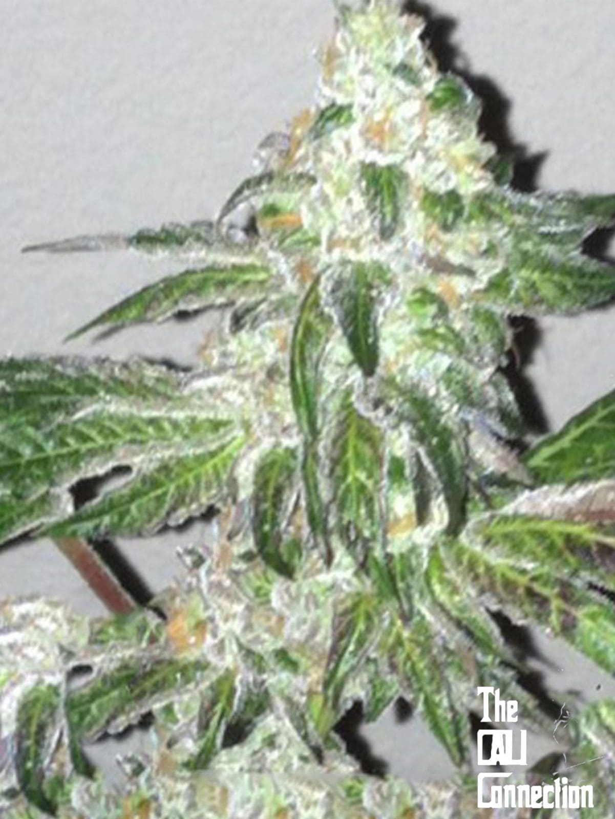 Girl Scout Cookies Auto Flower - 6 Pack