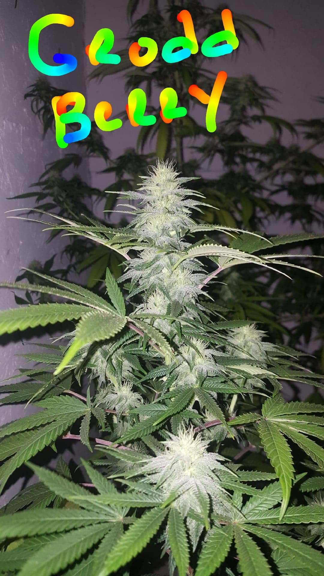 GRODD BERRY F1 REGS 100CT BULK