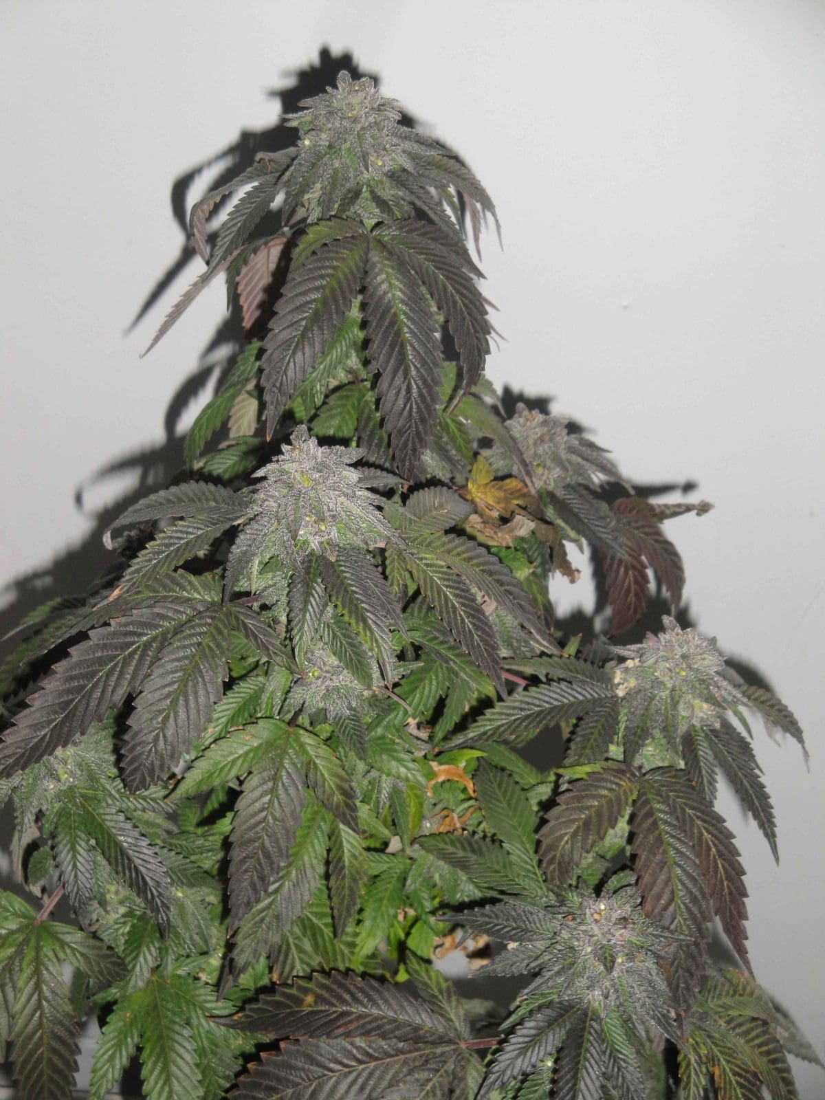 Island Punch Auto Flower - 6 Pack