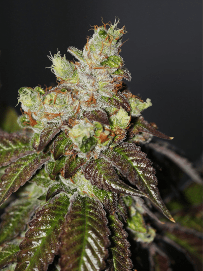 Island Punch Auto Flower