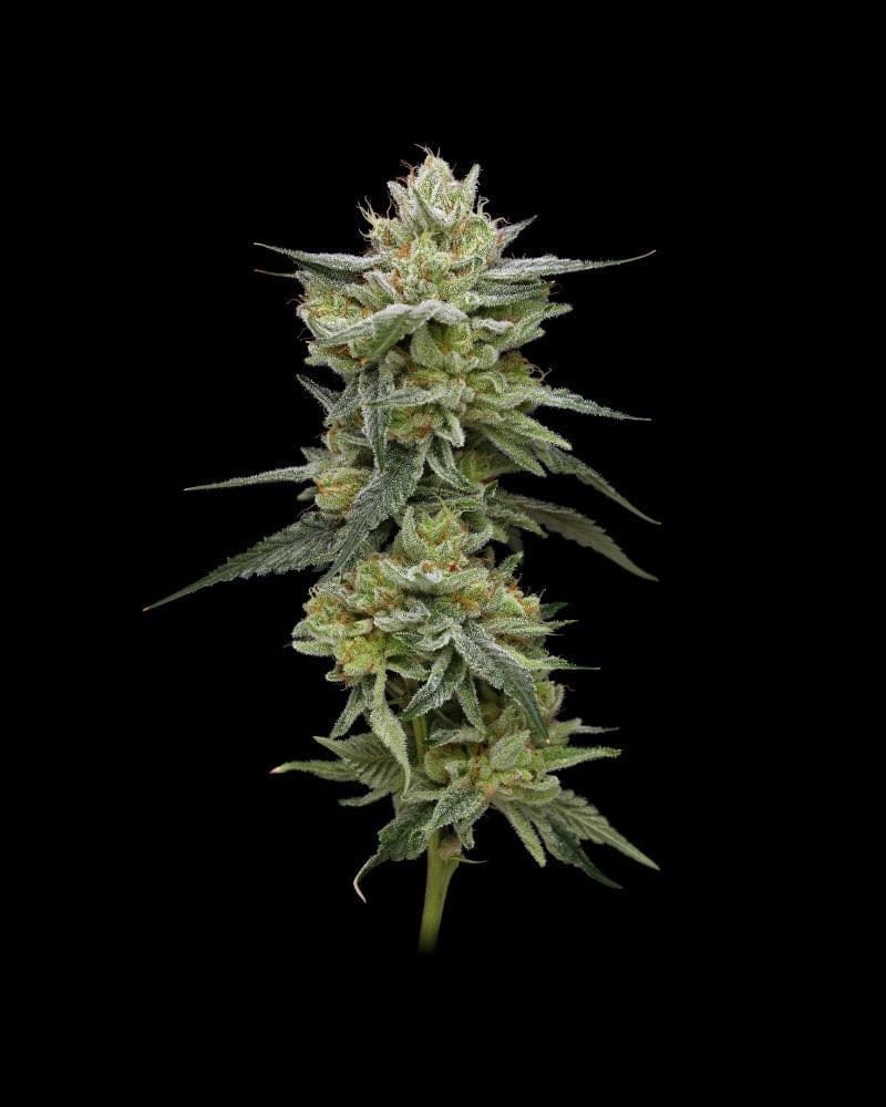 JELLY RANCHER fem 10