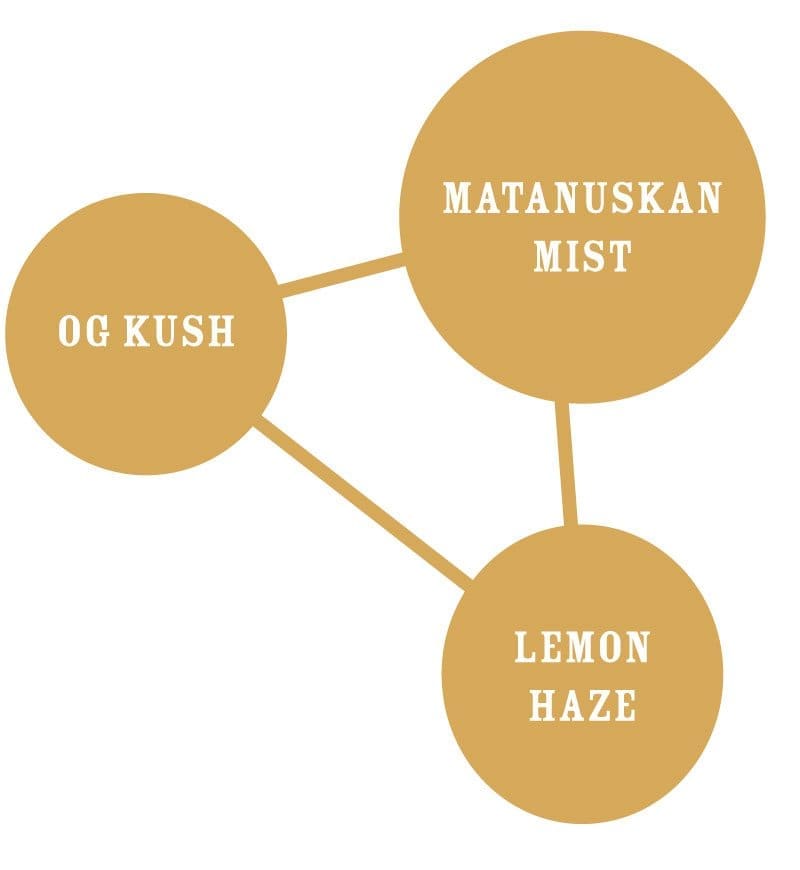 LEMON KUSH fem 10 - Image 2