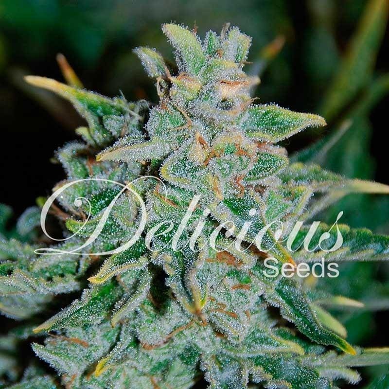 Northern Light Blue Auto 5 pack