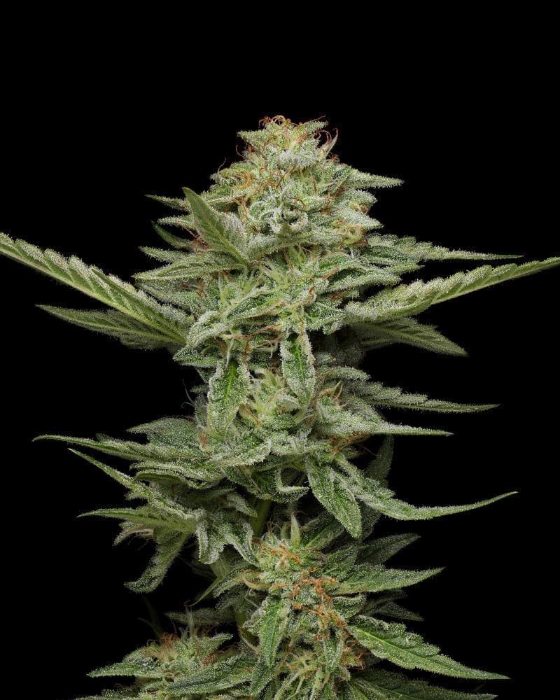 Pistachio 10 pack fem