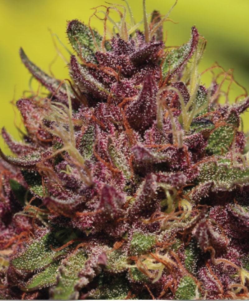 PURPLE MOUNTAIN MAJESTY fem 10 pack