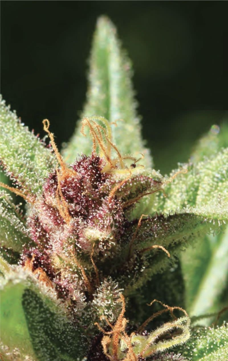 ROYAL HIGHNESS fem 10 pack