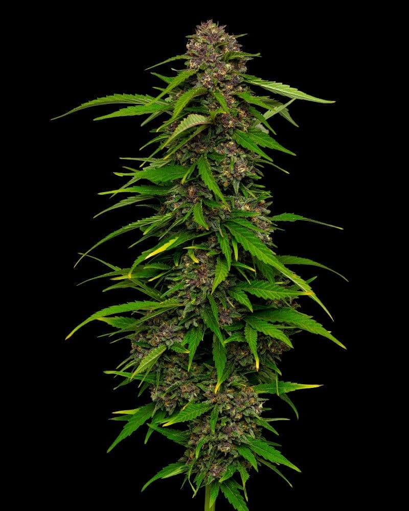 Squirt 10CT FEMS HUMBOLDT SEED COMPANY