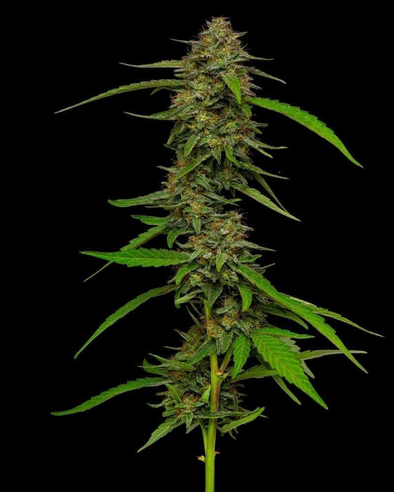 Strawberry Cheesecake 10 pack fem