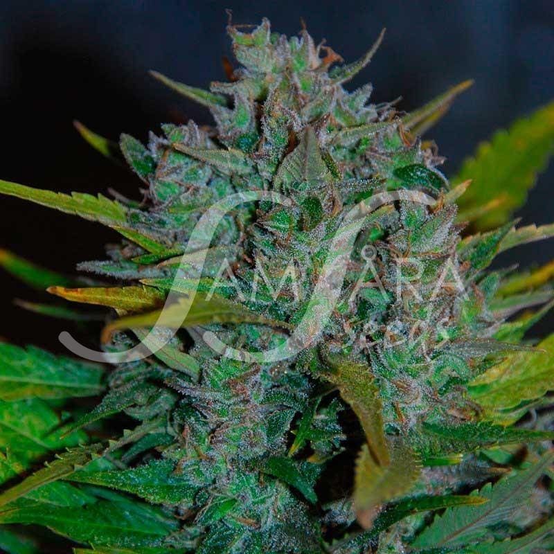 Ultraviolet 5 pack