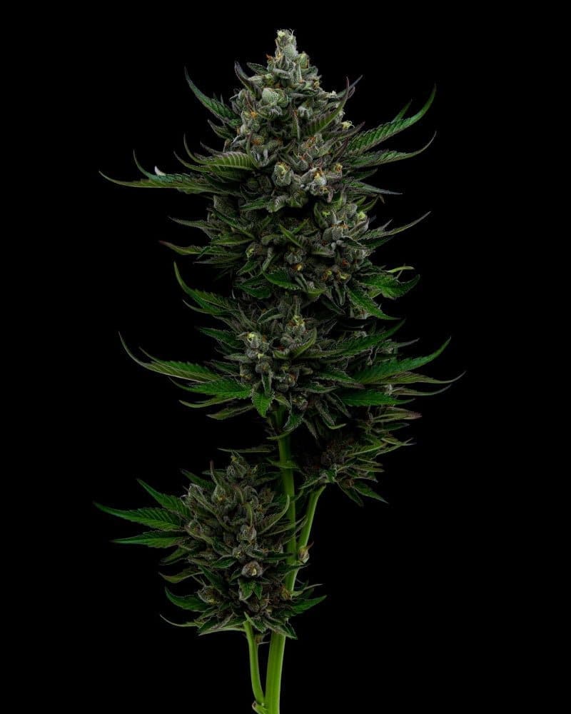 ALL GAS OG REGS 20CT