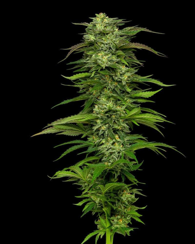 Dream Queen Regs 20